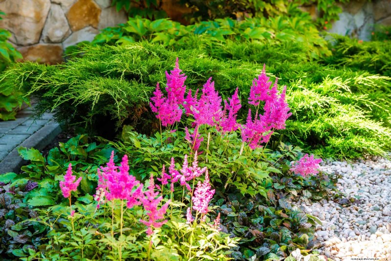 Skydda dina trädgårdsrötter från sommarvärme:Experttips för blomstrande växter 
