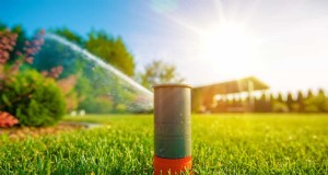 Is dagelijks zomergazon water geven verstandig of verspillend? Deskundige gids voor slimme irrigatie 
