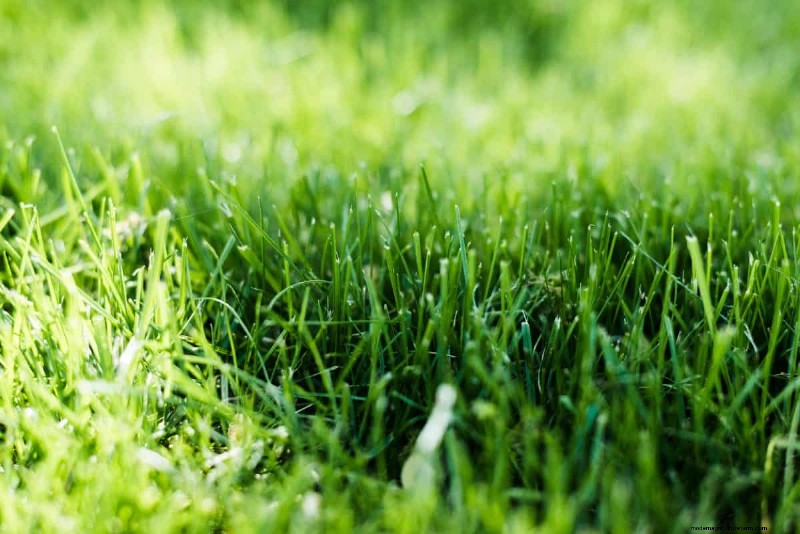 Är daglig sommarvattning av gräsmatta klokt eller slösaktigt? Expertguide till smart bevattning 