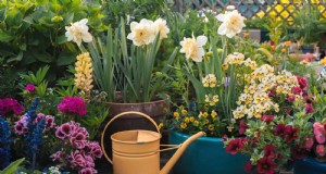 15 técnicas expertas de sombra para mantener sus plantas prosperando en el calor del verano 