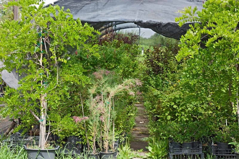 夏の暑さでも植物を元気に育てるための15の熟練した日よけテクニック