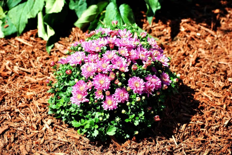 夏の暑さでも植物を元気に育てるための15の熟練した日よけテクニック