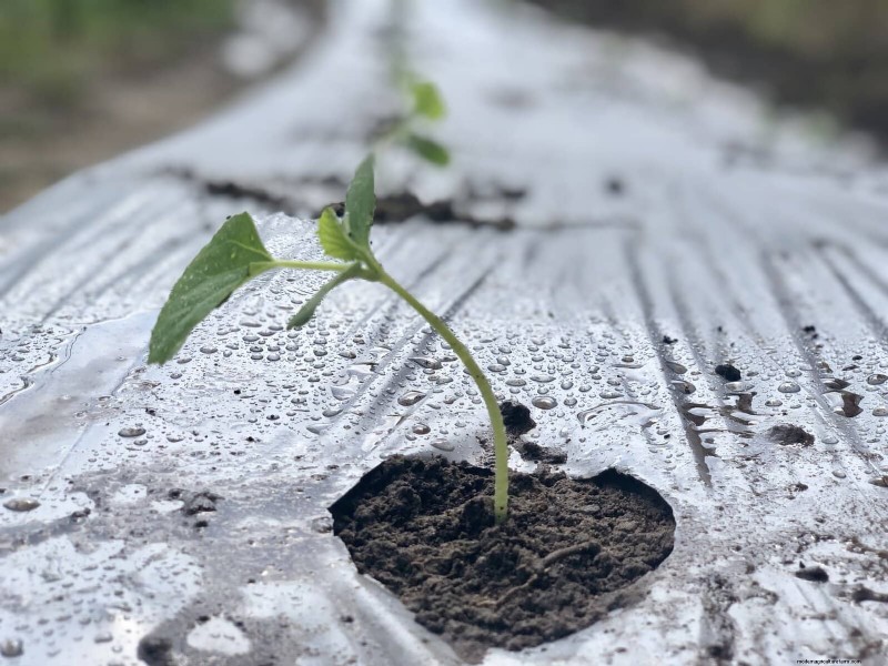 夏の暑さでも植物を元気に育てるための15の熟練した日よけテクニック