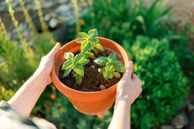 夏の暑さでも植物を元気に育てるための15の熟練した日よけテクニック