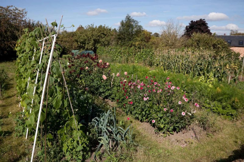 夏の暑さでも植物を元気に育てるための15の熟練した日よけテクニック