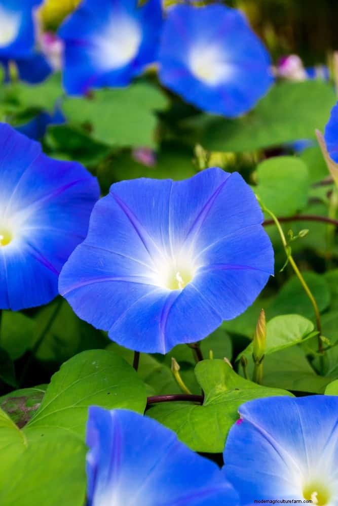 夏の暑さでも植物を元気に育てるための15の熟練した日よけテクニック