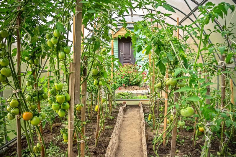 夏の暑さでも植物を元気に育てるための15の熟練した日よけテクニック