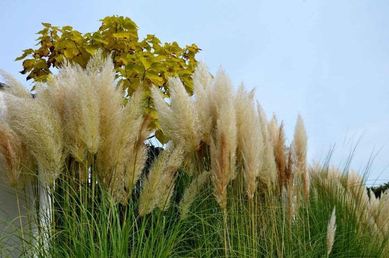 夏の暑さでも植物を元気に育てるための15の熟練した日よけテクニック