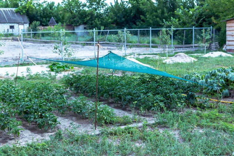 夏の暑さでも植物を元気に育てるための15の熟練した日よけテクニック