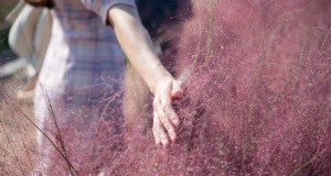 14 erbe autoctone a bassa manutenzione che aggiungono movimento, colore e habitat per la fauna selvatica 