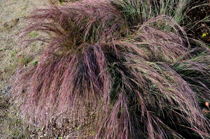 動き、色、野生動物の生息地を加える、メンテナンスの手間がかからない 14 の在来草 