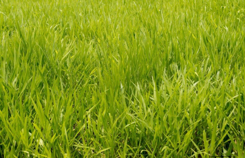 夏の芝生の施肥:暑い気候が芝生に良いときも悪いときも