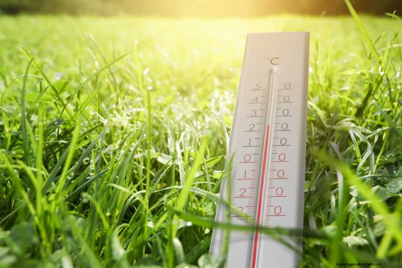 夏の芝生の施肥:暑い気候が芝生に良いときも悪いときも