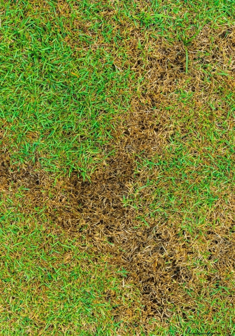 夏の芝生の施肥:暑い気候が芝生に良いときも悪いときも