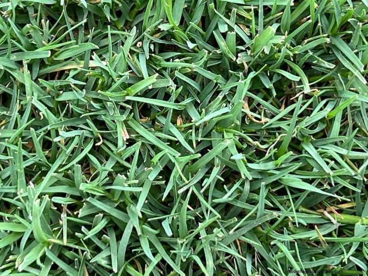 夏の芝生の施肥:暑い気候が芝生に良いときも悪いときも