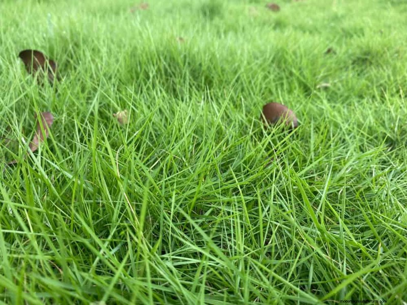 夏の芝生の施肥:暑い気候が芝生に良いときも悪いときも