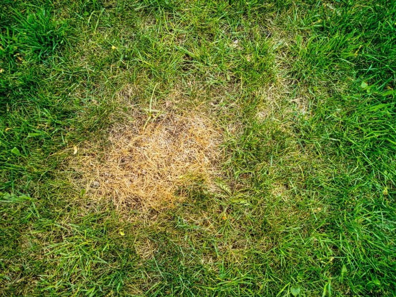 夏の芝生の施肥:暑い気候が芝生に良いときも悪いときも