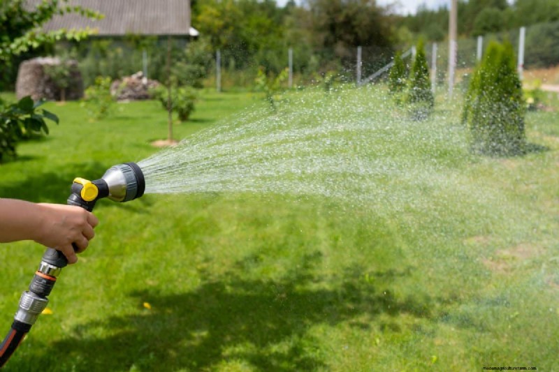 夏の芝生の施肥:暑い気候が芝生に良いときも悪いときも