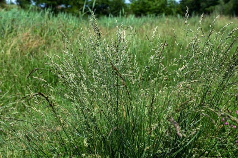 夏の芝生の施肥:暑い気候が芝生に良いときも悪いときも