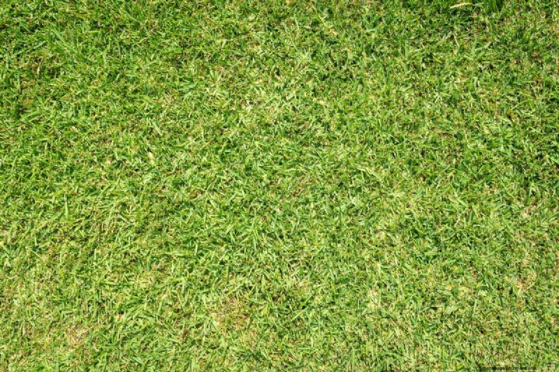 夏の芝生の施肥:暑い気候が芝生に良いときも悪いときも