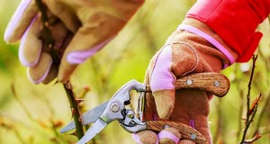La poda de verano simplificada:reglas de expertos para cortes seguros y saludables 