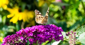 Cultivez un buisson à papillons qui attire les pollinisateurs :un guide étape par étape 