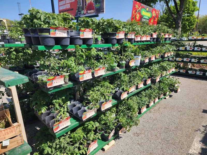HomeDepot s tomatenrassen die je moet proberen:van kant-en-klaar tot erfstukzaden 
