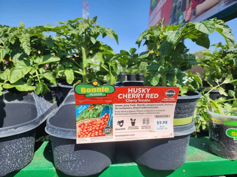 HomeDepot s tomatenrassen die je moet proberen:van kant-en-klaar tot erfstukzaden 