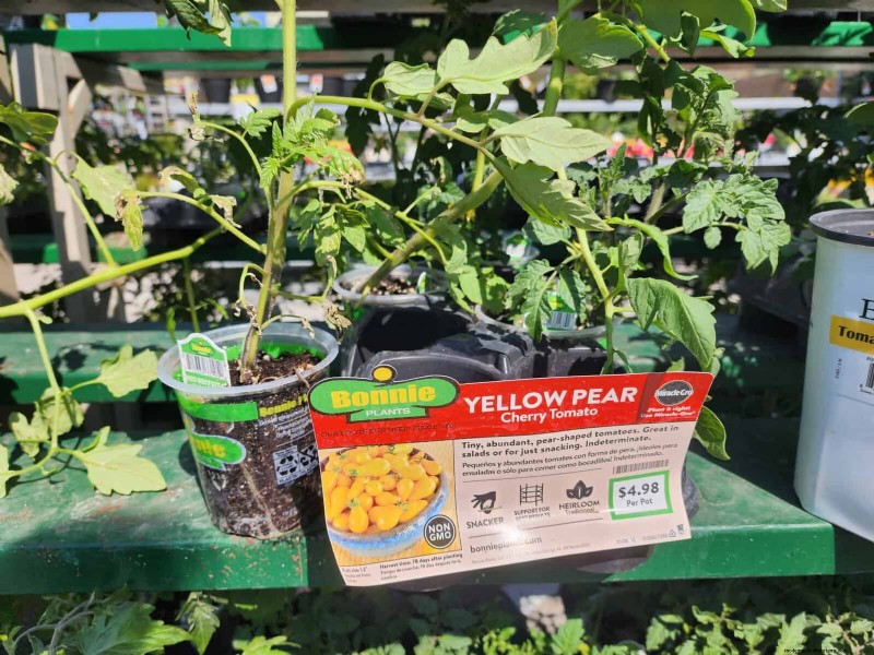 HomeDepot s tomatenrassen die je moet proberen:van kant-en-klaar tot erfstukzaden 