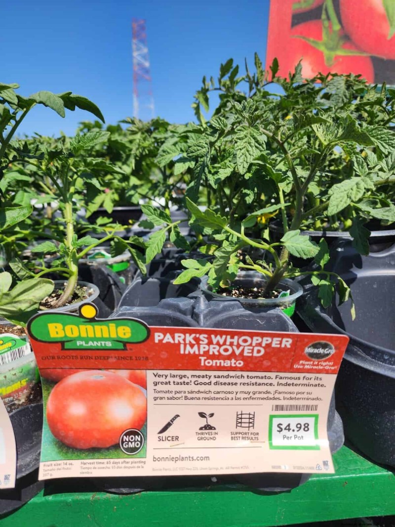 HomeDepot s tomatenrassen die je moet proberen:van kant-en-klaar tot erfstukzaden 