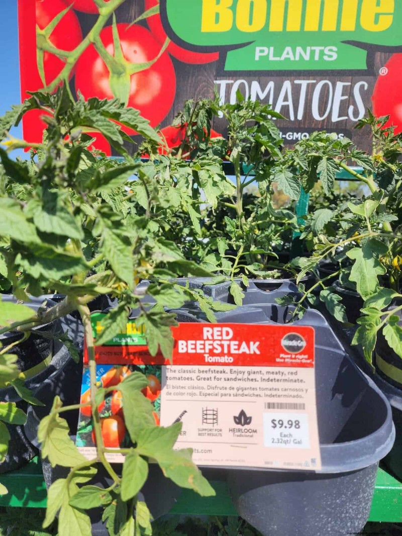 HomeDepot s tomatenrassen die je moet proberen:van kant-en-klaar tot erfstukzaden 