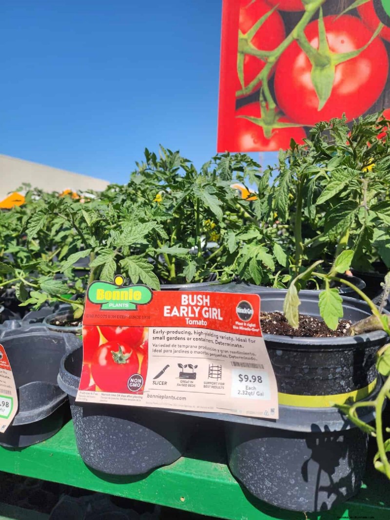 HomeDepot s tomatenrassen die je moet proberen:van kant-en-klaar tot erfstukzaden 