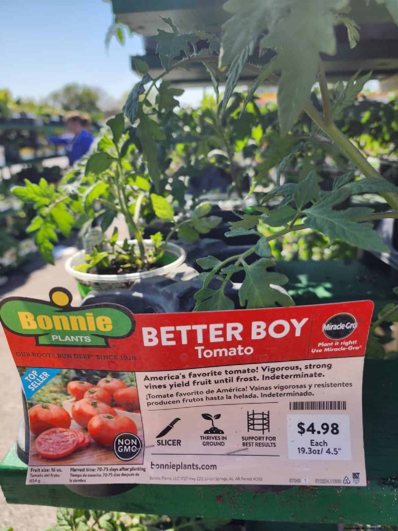 HomeDepot s tomatenrassen die je moet proberen:van kant-en-klaar tot erfstukzaden 