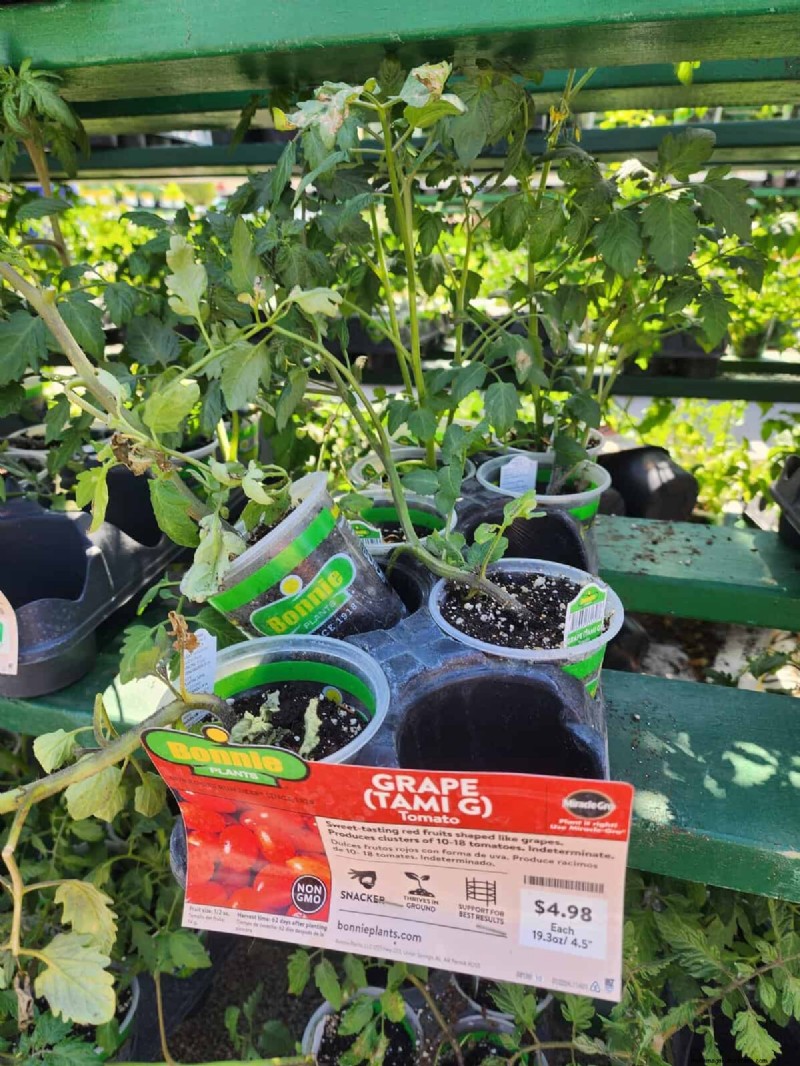 HomeDepot s tomatenrassen die je moet proberen:van kant-en-klaar tot erfstukzaden 