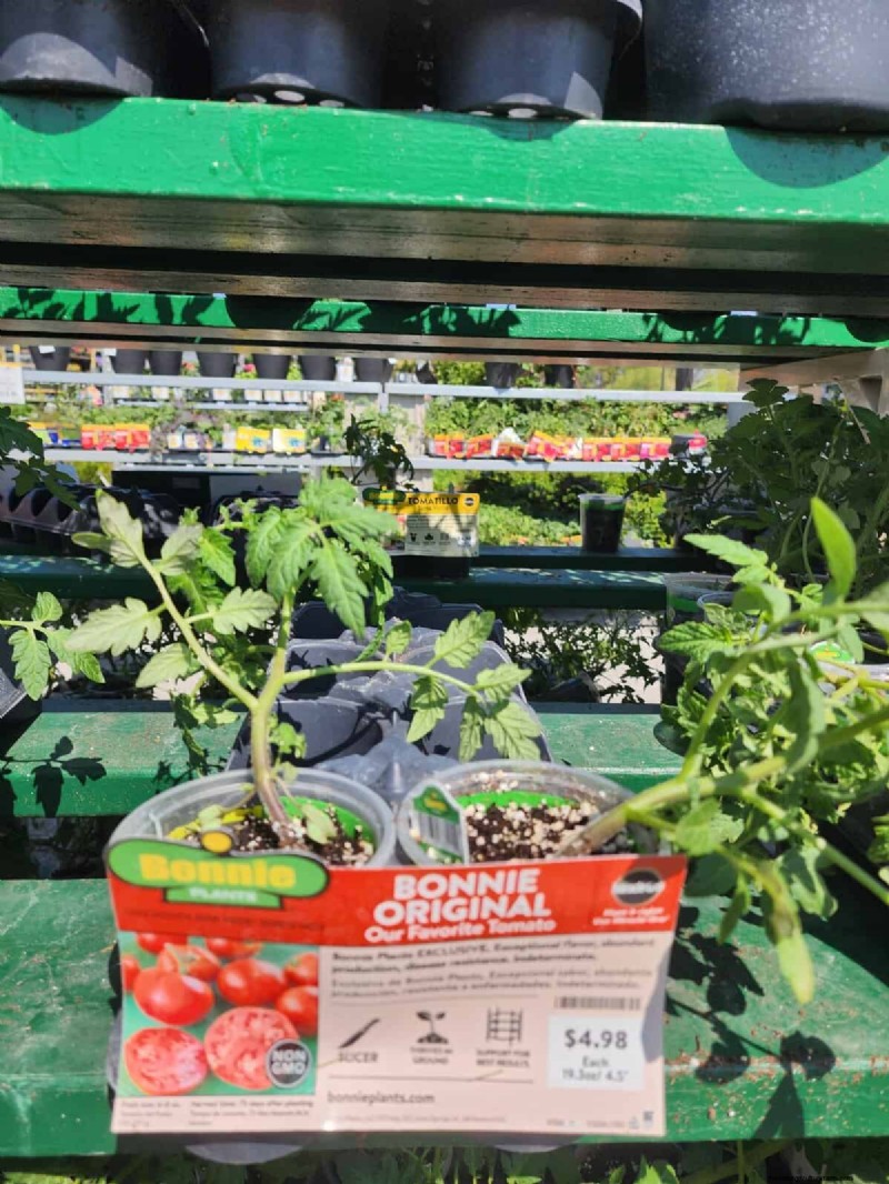 HomeDepot s tomatenrassen die je moet proberen:van kant-en-klaar tot erfstukzaden 