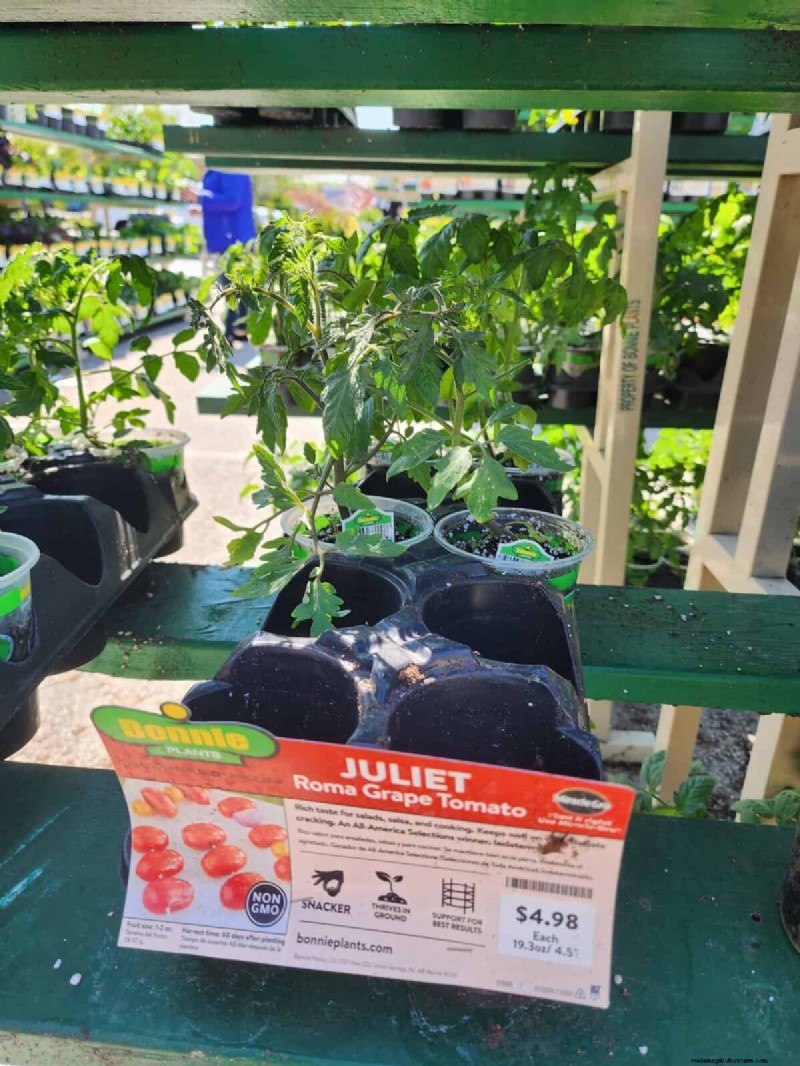 HomeDepot s tomatenrassen die je moet proberen:van kant-en-klaar tot erfstukzaden 