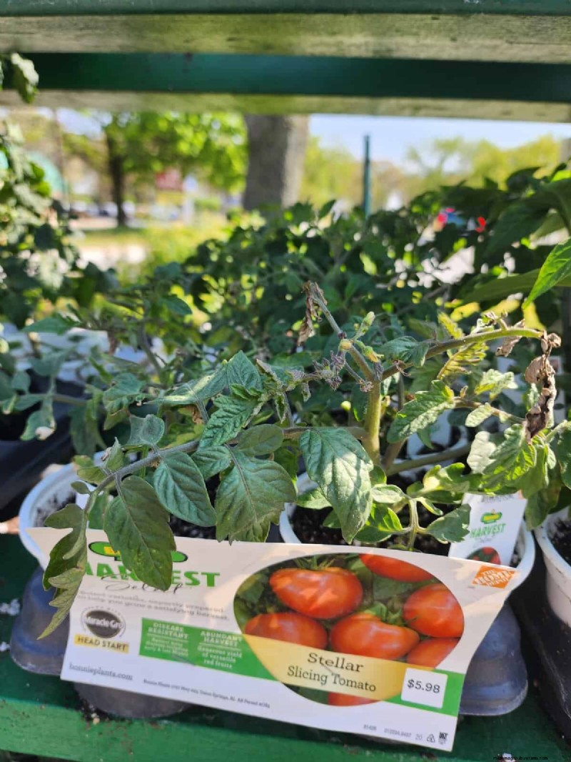 HomeDepot s tomatenrassen die je moet proberen:van kant-en-klaar tot erfstukzaden 