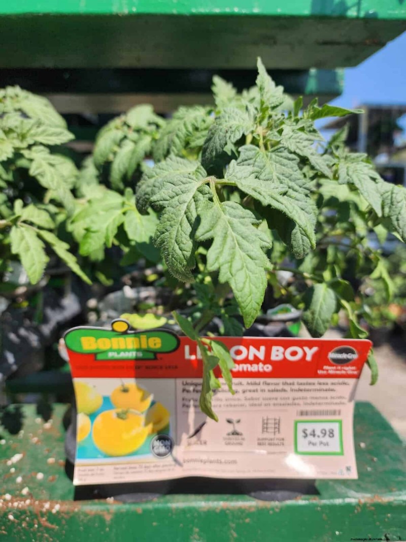 HomeDepot s tomatenrassen die je moet proberen:van kant-en-klaar tot erfstukzaden 