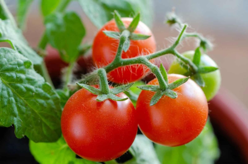HomeDepot s tomatenrassen die je moet proberen:van kant-en-klaar tot erfstukzaden 