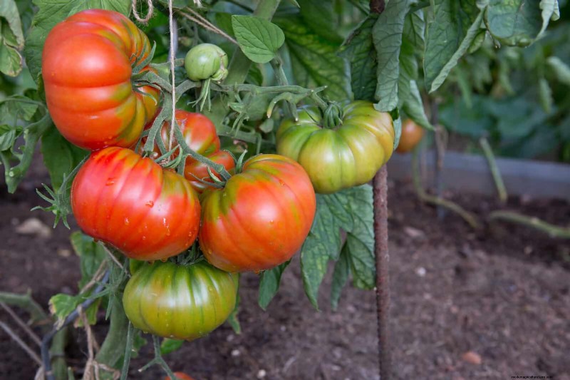 21 deskundige tomatentips voor grotere oogsten en minder problemen 