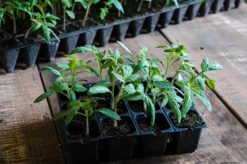 21 deskundige tomatentips voor grotere oogsten en minder problemen 