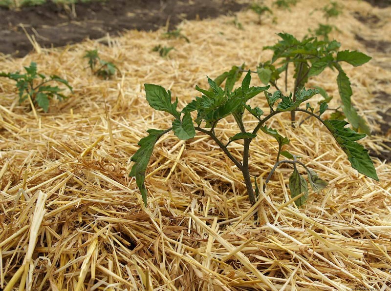 21 deskundige tomatentips voor grotere oogsten en minder problemen 