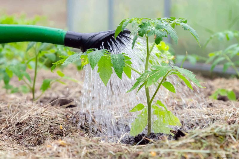 21 deskundige tomatentips voor grotere oogsten en minder problemen 