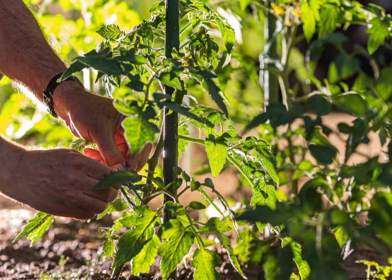 21 deskundige tomatentips voor grotere oogsten en minder problemen 