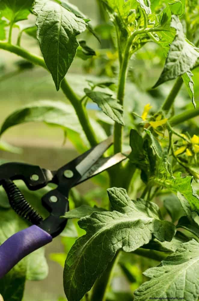 21 deskundige tomatentips voor grotere oogsten en minder problemen 
