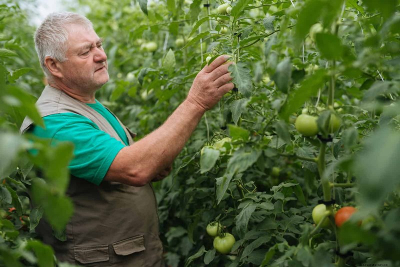 21 deskundige tomatentips voor grotere oogsten en minder problemen 