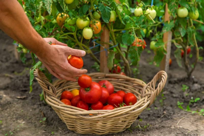 21 deskundige tomatentips voor grotere oogsten en minder problemen 