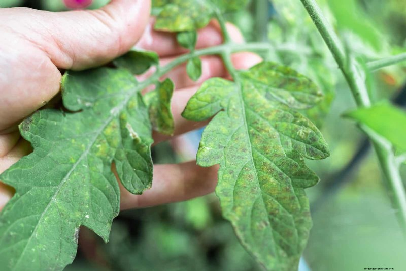 21 deskundige tomatentips voor grotere oogsten en minder problemen 