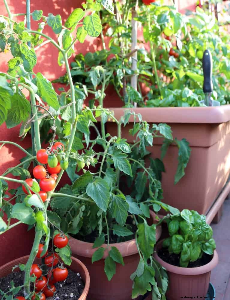 21 deskundige tomatentips voor grotere oogsten en minder problemen 