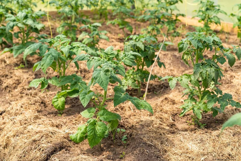 21 deskundige tomatentips voor grotere oogsten en minder problemen 